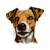Jack Russel Terrier Dog Head
