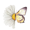 Daisy butterfly