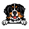 Bernese Mountain Dog