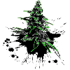 Marijuana Cannabis Flower Neon Light Green
