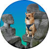 Mon chien est mon héros