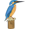 Kingfisher bird