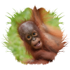Baby Orangutan Joy
