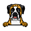 Boxer dog