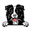 Border Collie Dog