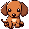 Teckel Mignon, Chiot, Bébé
