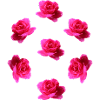 pink roses