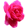 pink rose