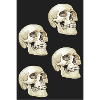 Nova Skull