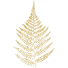 Leaf Fern