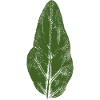 Eggplant leaf - (Solanum melongena)
