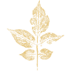 Blatt Holunder (Sambucus) BOTANIK