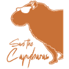Capybara with sunglasses Capybaras