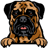 Bullmastiff Dog