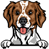 Brittany Spaniel
