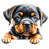 Rottweiler Dog Rottweiler Puppy Dog Puppy Dogs