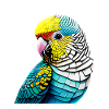 Budgie Bird Cockatiel Bird Owner