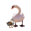 Schwan und Ente