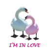Swan Love