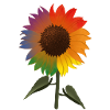 Pride Sonnenblume