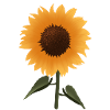 Sonneblume