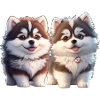 chiots malamutes