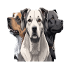 Die drei hunde