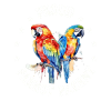 Budgie Parrot Bird Parakeet Owner