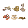 Snake, Snake, Animal