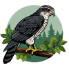 Habicht Greifvogel Vogel Falkner