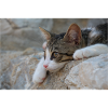 Katzen