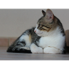 Katzen