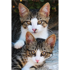 Katzen