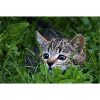 Katze, Isibat