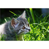 Katzen, Isibat