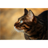 Katze, Isibat