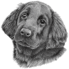 Flatcoated retriever hvalp