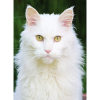 Katzen