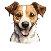 Dog Jack Russell