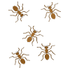 fourmis, insectes, insectes, habitants de la forêt, animaux de la forêt