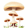 mushroom