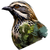 Quail
