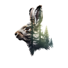 Hare