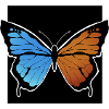 Butterfly orange blue