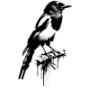 Street Art Magpie Thief