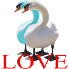 Swan Duo with Heart Shape