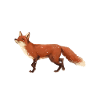 Foxy lady
