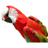 Perroquets oiseau T-shirt cadeau