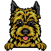 Cairn Terrier Dog