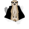 Sloth Outbreak Cardboard Cute Gift